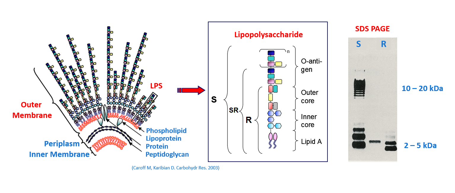 Outer-membrane-Lipopolysaccharides-Lipid_A-Inner-outer-core-O-antigen-SDS-PAGE 